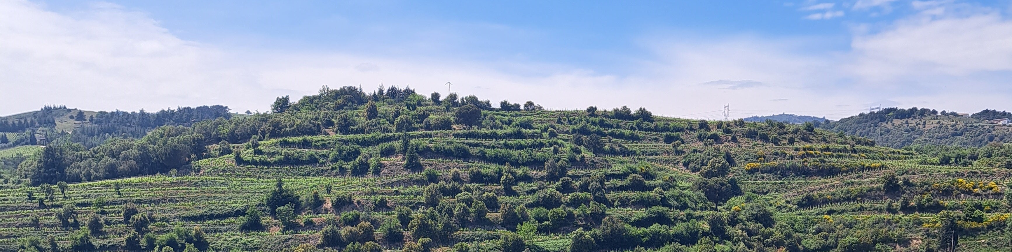 Rhône Septentrional